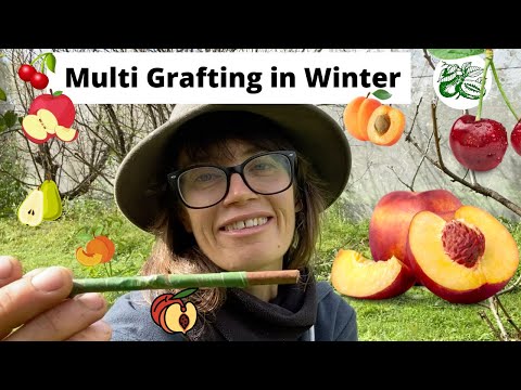 Multi Grafting Fruit