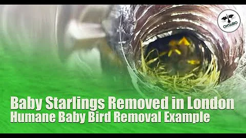 Baby Starlings Removed in London - Humane Baby Bird Removal Example