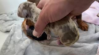 Dachshund sausage dog giving natural birth (self whelping).