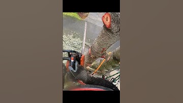 Making Quick Work of a Tree Removal #treeremoval #arborist