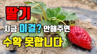 텃밭에 딸기 심고 지금 꼭! 해야할일 4가지