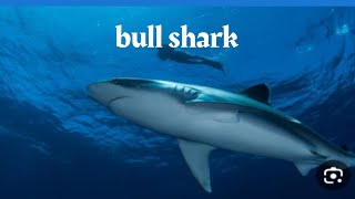 science junior 4 lesson2 part 2 bull shark and panther cameleon رابعه ابتدائي لغات ترم اول