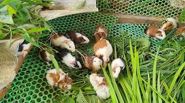 Làm chuồng nuôi chuột lang (bọ ú)|| Farm life VN