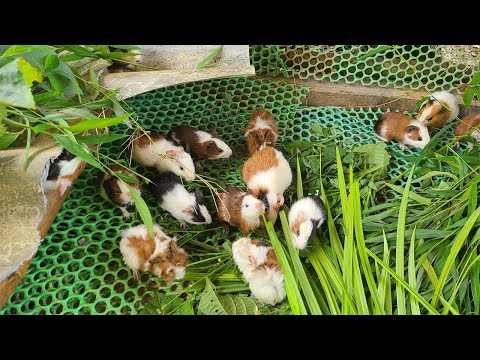 Video Làm chuồng nuôi chuột lang (bọ ú)|| Farm life VN - youtube
