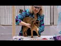 CFA International Show 2018 - Abyssinians in adult class judging