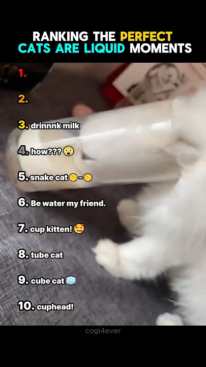 Ranking The Perfect Cats Are Liquid Moments!