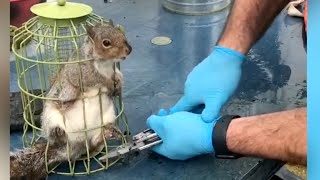Chunky Squirrel Fat-Shamed for Getting Stuck in Bird Feeder #shorts