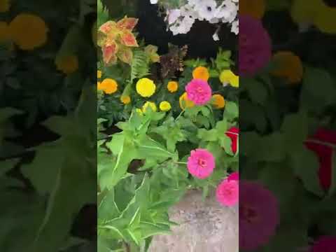 Нюрбинский физрук сажает цветы
