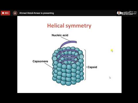 Video: Strukturanalys Av DNA-replikering Av Bakteriofag T4: En Recension I Serien Virology Journal Om Bakteriofag T4 Och Dess Släktingar