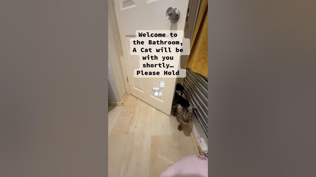 Welcome To The Bathroom A Cat Will Be With You Shortly FunnyCats welcome-to-the-bathroom-a-cat-will-be-with-you-shortly-funnycats