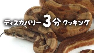 ディスカバリー3分クッキング | ボアの丸焼き (ディスカバリーチャンネル)