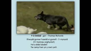 Y Ci Defaid - Prosiect Creadigol Yr Ysgwrn