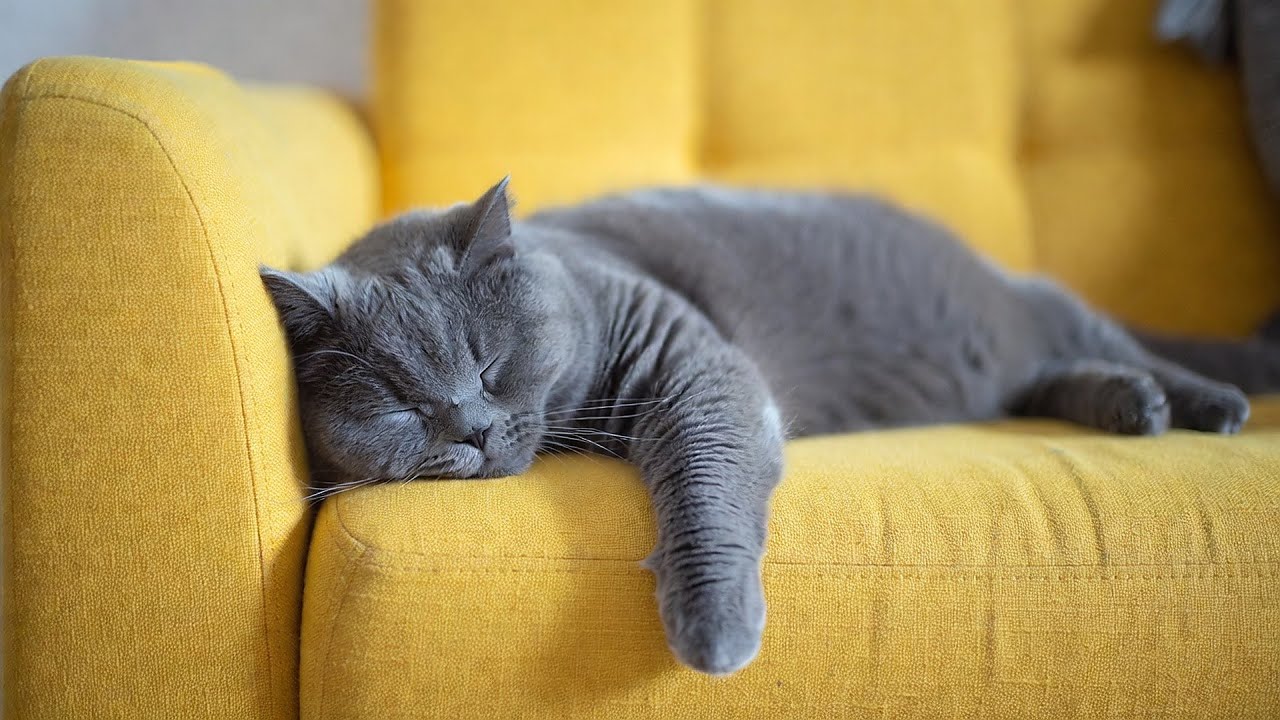 LIVE 😴 Slow Night Beats for Cat Relaxation 🌙 | Season 6