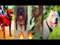 Dangerous dog pitbull🔥sidhu moosewala remix new song/pitbull dog/dog videos/dog fight/pitbull fight