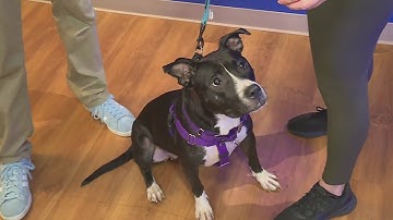 Find a furry friend this tail-wagging Tuesday