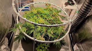 The Joe Pro's Grow Show (Episode 14) Day 12 to 15 of Flower)