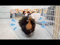 行ったらダメ！鳴きながら飼い主のあとを付いてくるモルモット