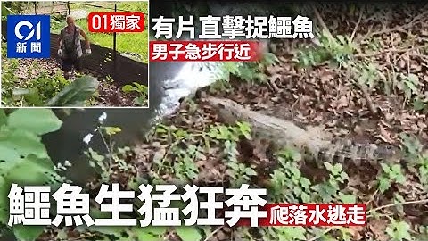 香港01獨家片段｜八鄉蓮花地民居外驚現一米長鱷魚　光頭漢爬梯翻圍欄企圖捕捉　鱷魚生猛狂奔一秒潛入水｜01新聞｜突發｜元朗八鄉｜鱷魚
