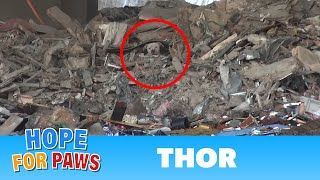 A scared homeless pit bull is found hiding deep in a trash heap. Please share his rescue video #epic