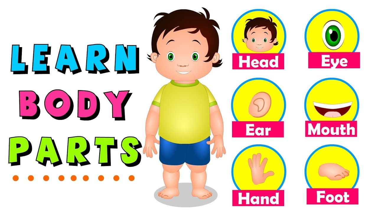 Learn Body Parts For Children Educational Video For