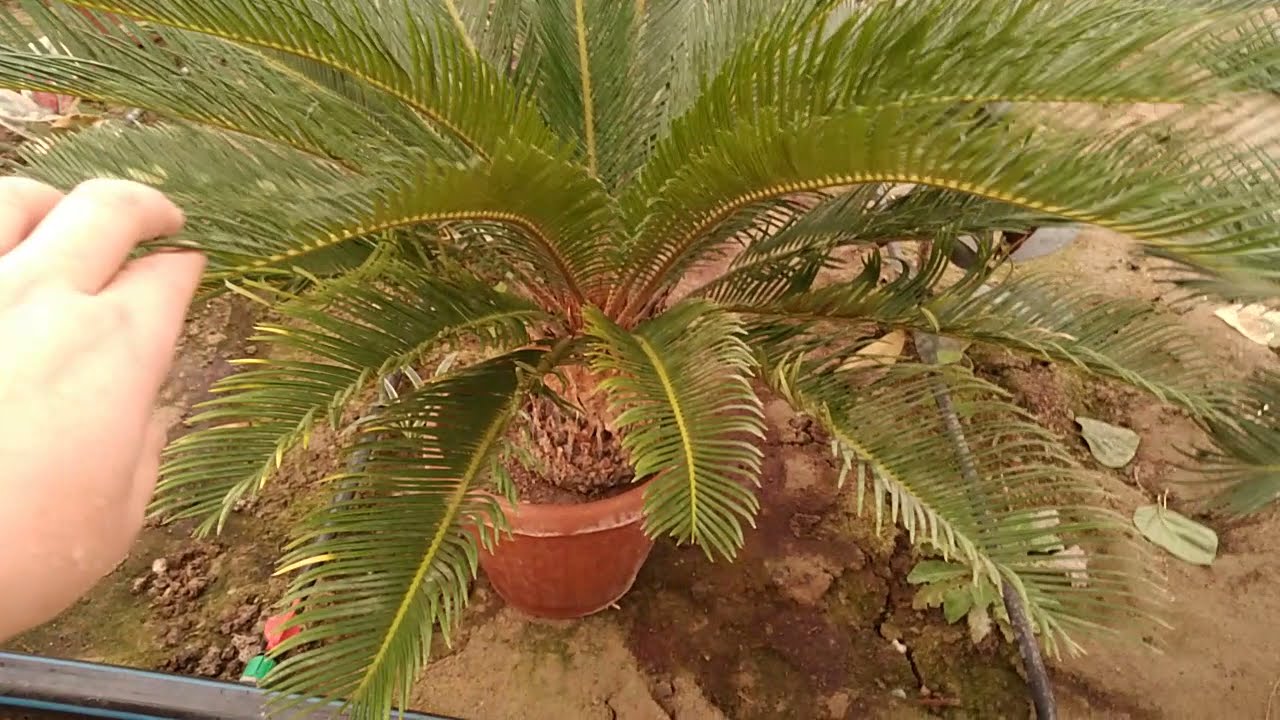 Хона пальмаси Цикасни  парвариши