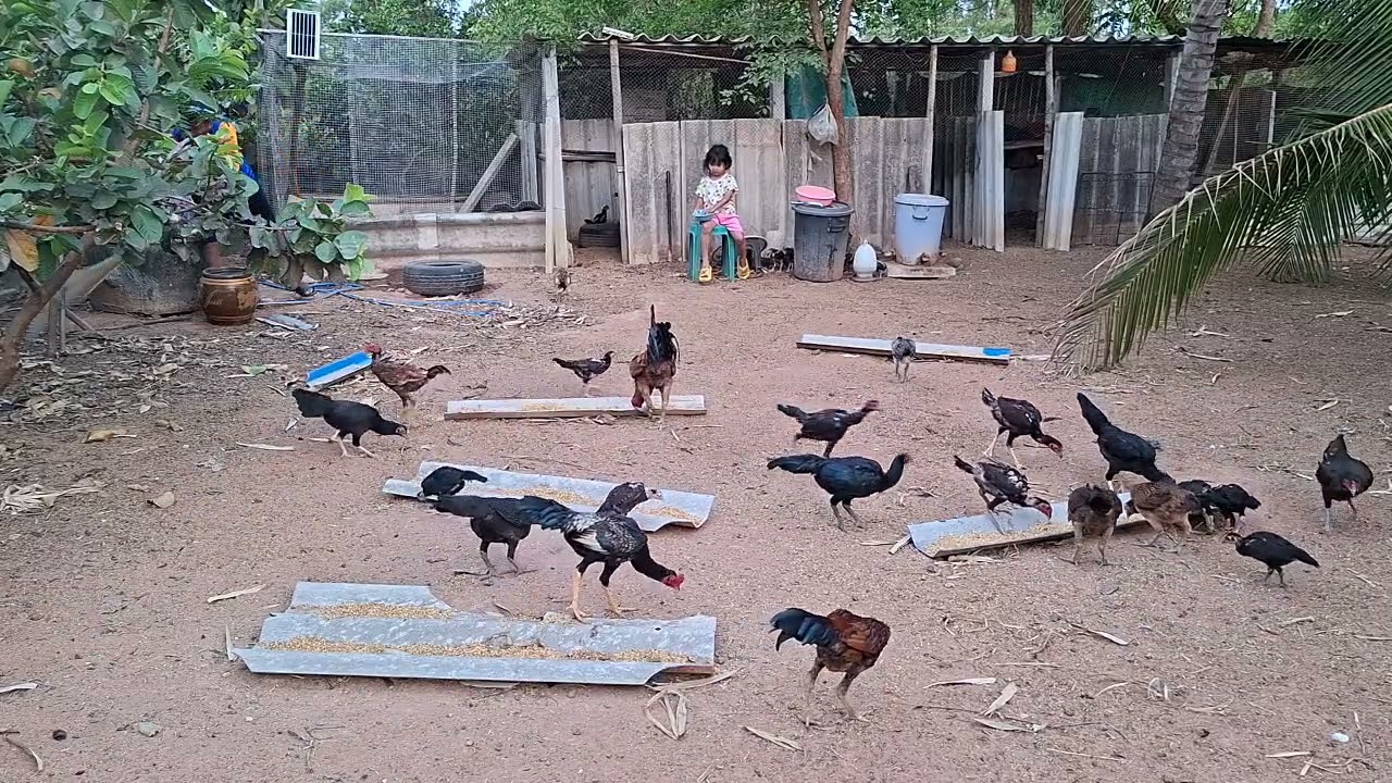 EP9 @เพชรพัฒนา ไซง่อนร้อย พม่าง่อน สายพัฒนา สนใจติดต่อ 0851521997