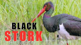 Black Stork - bird in the spring swamp