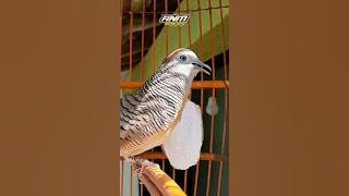 perkutut crossing suara aduhai || EPISODE 5 #shorts