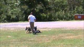 Schutzhund/K9 Muzzle work, Kai Three years old News