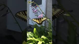 Eastern Tiger Swallowtail