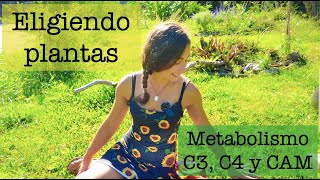 ¿Por qué mi CÉSPED está feo en VERANO? METABOLISMO C3, C4 Y CAM by Mi Jardin en el Desierto 13,482 views 1 month ago 19 minutes