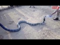 Polices Offer Water to Giant King Cobra - Big Cobra Snake Drinks Water India