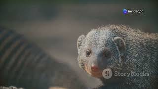 The Mammals of Antigua and Barbuda #animal2025 #wildlife