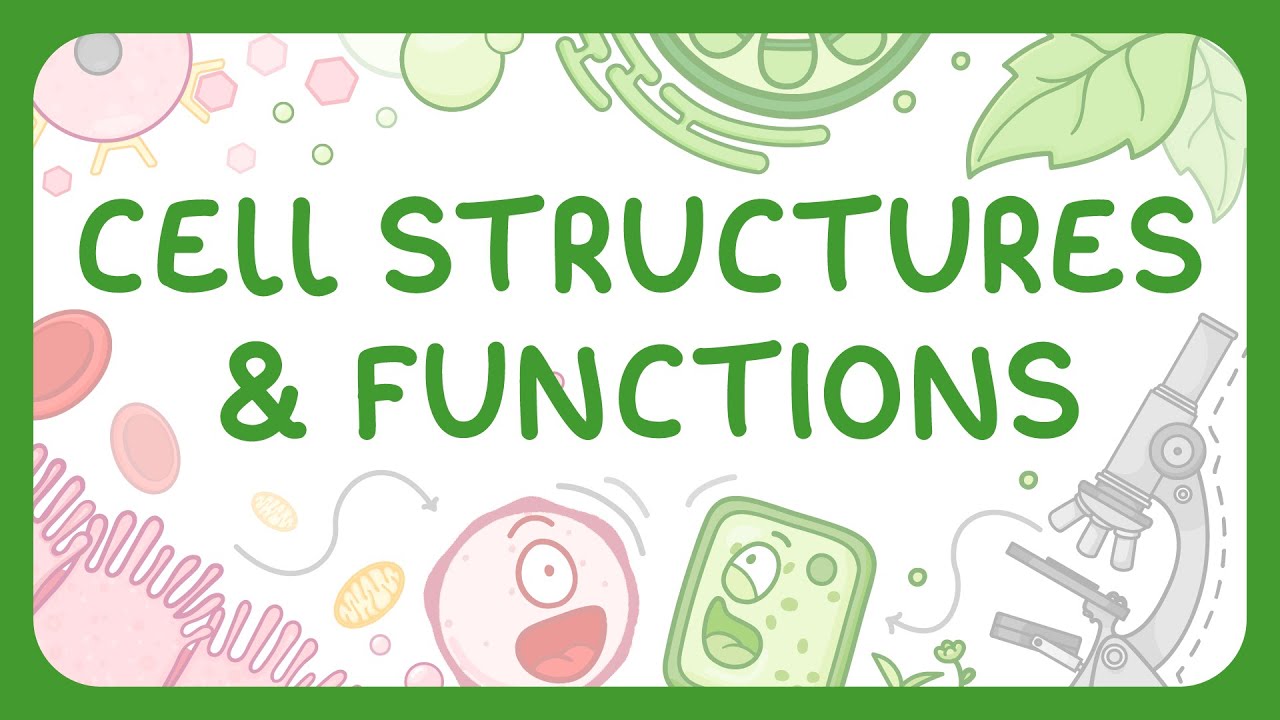 Cell Structures & Functions | Animal Cells vs Plant Cells (Middle School Science)