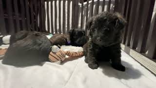 Pipers Westiepoo Puppies 4 Weeks Old