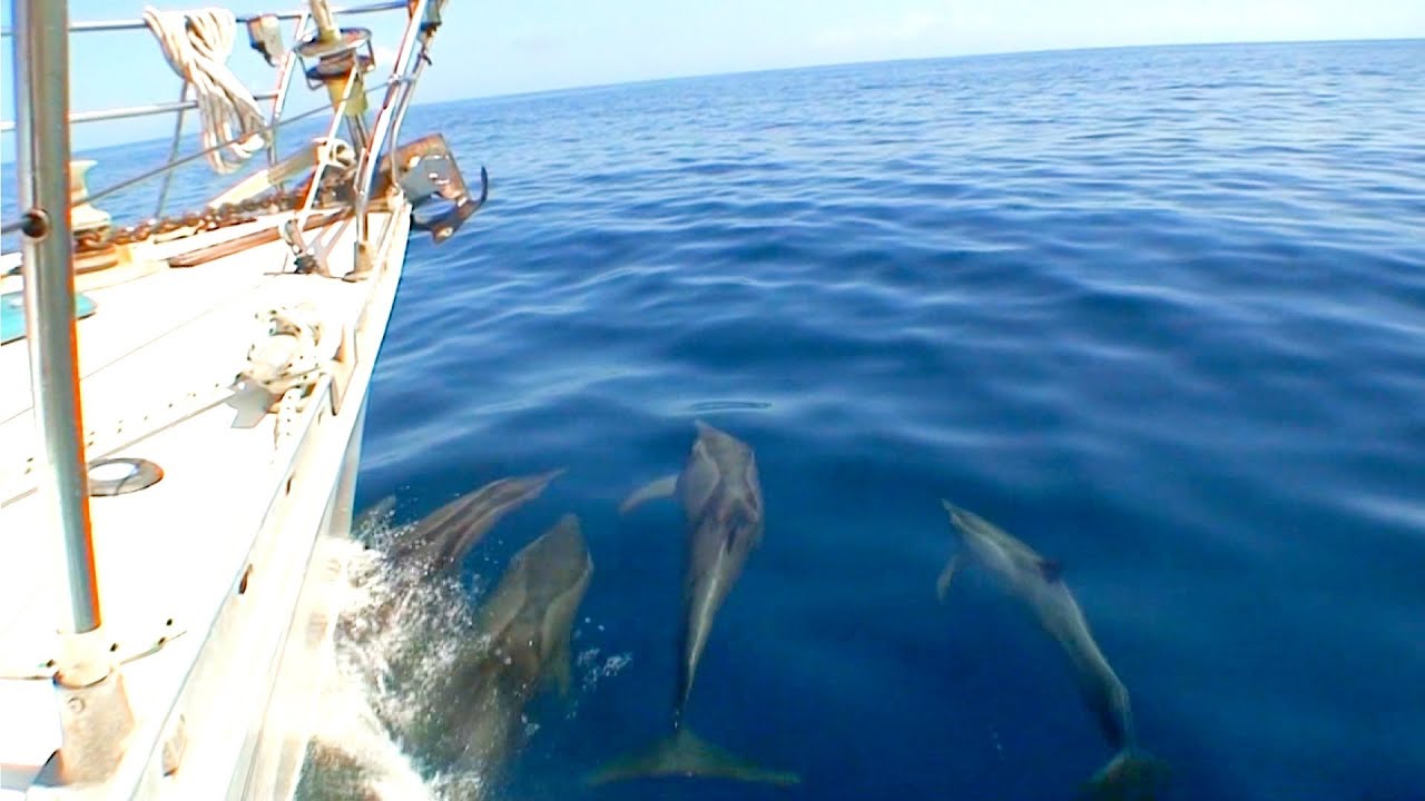 BackStage BVI’s Part 5 of 9 – Under the Sea, and with Dolphins!  British Virgin Islands, Caribbean
