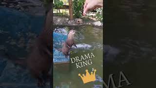 Otter's drama 