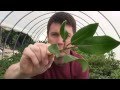 How to Propagate Rhododendrons with a Nearing Frame; Taking Cuttings in the Hoop House