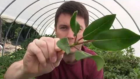 How to Propagate Rhododendrons with a Nearing Fram...