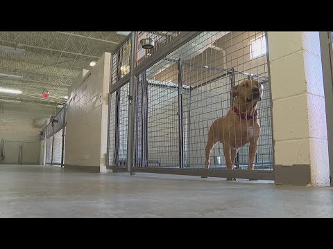 Canine cellmates program