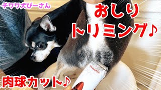 チワワの肉球とおしりの毛をバリカンでトリミング＆カット️スッキリ愛犬ぴーさん