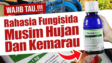 WAJIB TAU.❗❗❗ RAHASIA FUNGISIDA PENYAKIT MUSIM HUJAN DAN KEMARAU | Tanaman Lebat, Bebas Busuk & Layu