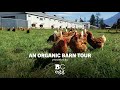 Bc egg  organic barn tour