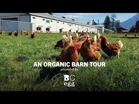 BC Egg -