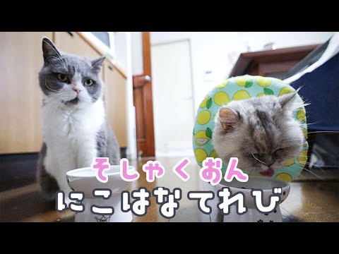 【モフモフねこ】【ASMR】ねこの咀嚼音　にこはなチャンネル Fluffy Cat nicohana Channel