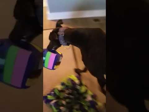 Video: Hračky Fleece Dog To Make