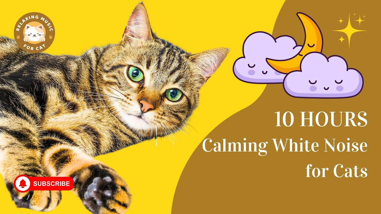 Cat Calming Techniques For Noise Phobias preview
