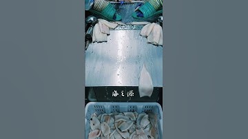 Squid skinning machine #seafoodprocessing #food #fillet #fishprocessing #machine