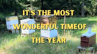 Bees Are My Therapy by brucesbees 1,211 views 19 hours ago 3 minutes, 43 seconds