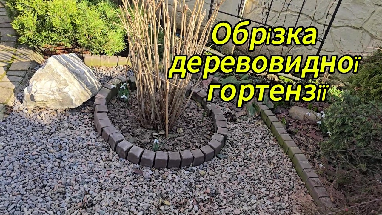 Обрізка деревовидної гортензії.